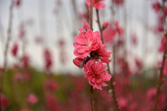 桃花