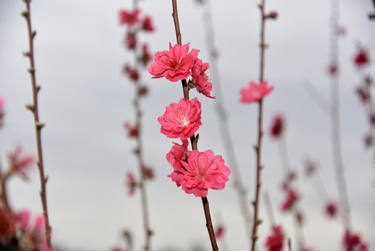 桃花