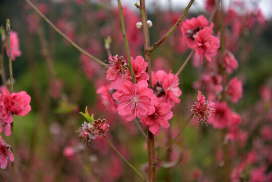 桃花