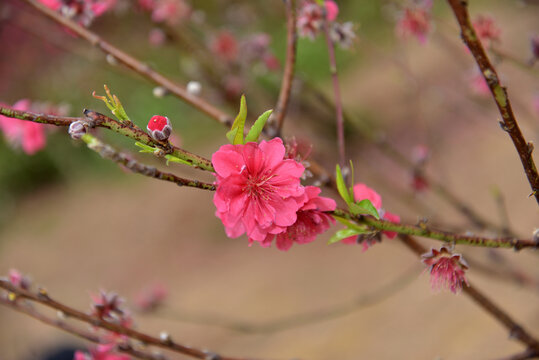 桃花