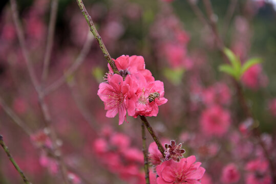 桃花