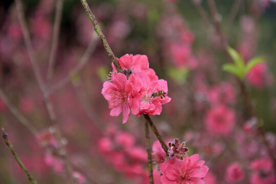 桃花