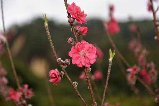 桃花