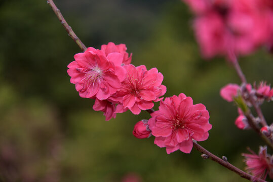 桃花