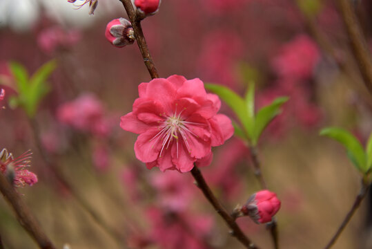 桃花