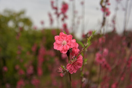 桃花
