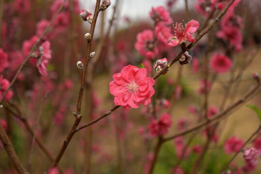 桃花
