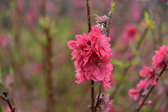 桃花