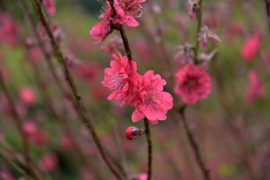 桃花