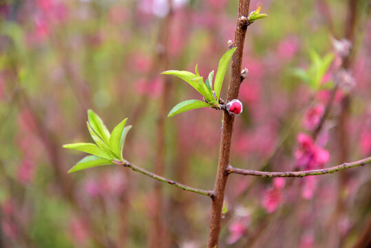 桃花