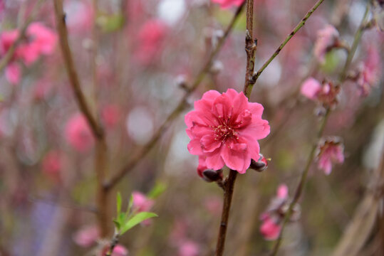 桃花