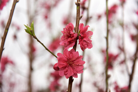 桃花