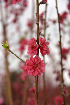 桃花
