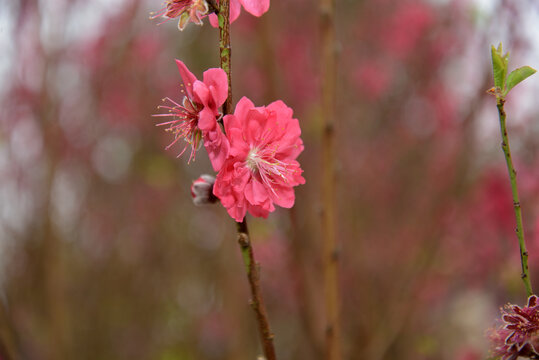 桃花