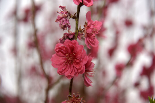 桃花