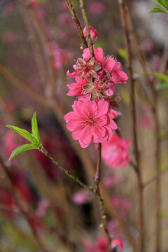 桃花
