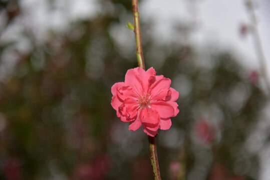 桃花