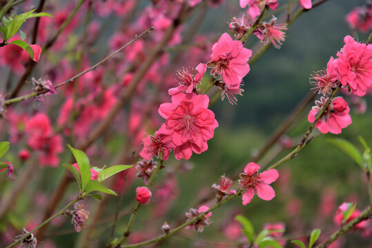 桃花