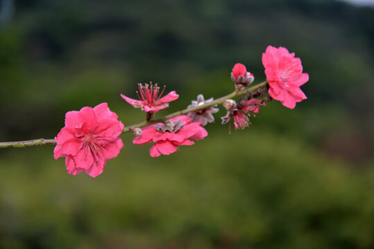 桃花