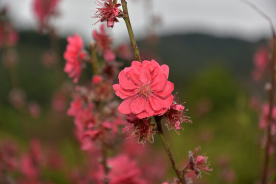 桃花