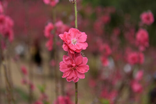 桃花