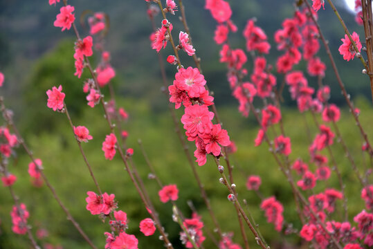 桃花