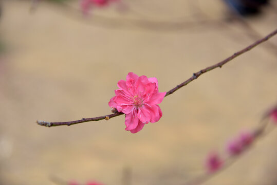 桃花