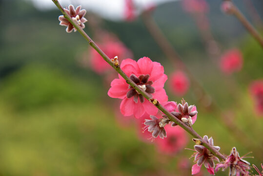 桃花