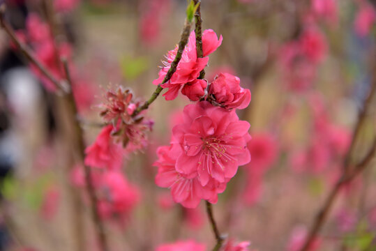 桃花