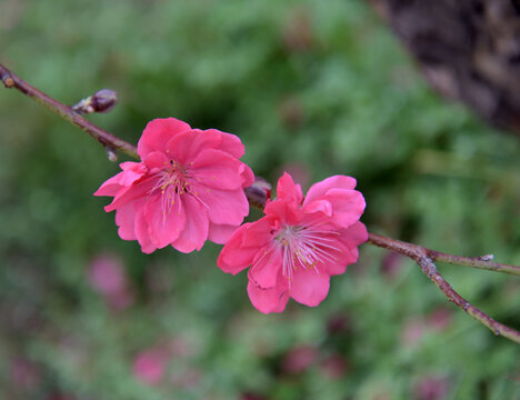 桃花
