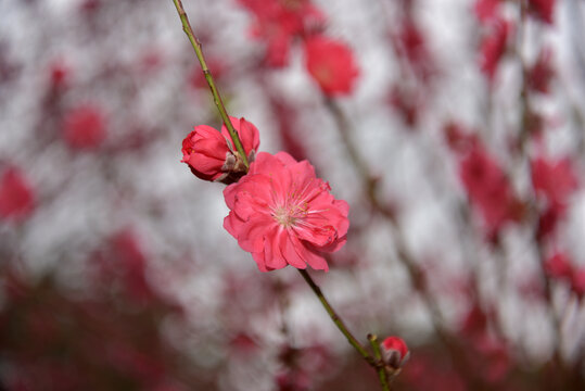 桃花