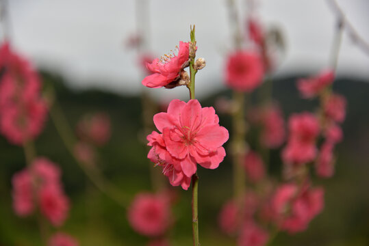 桃花