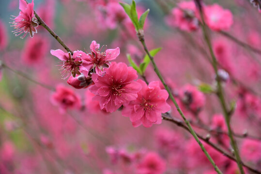 桃花