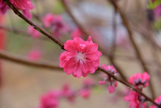 桃花