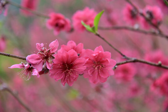 桃花