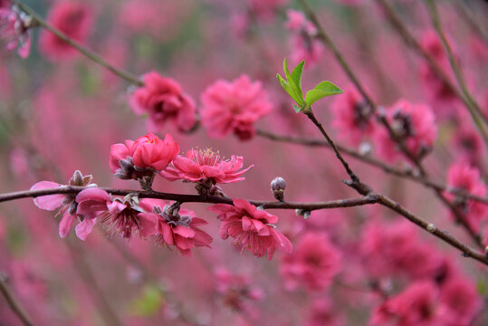 桃花