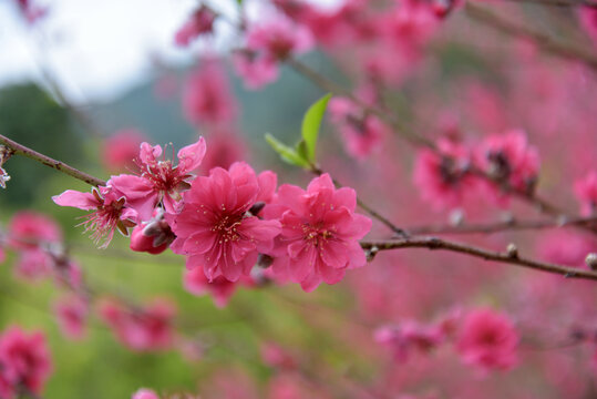 桃花