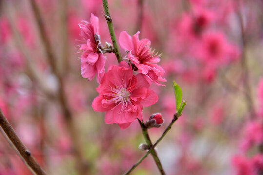 桃花