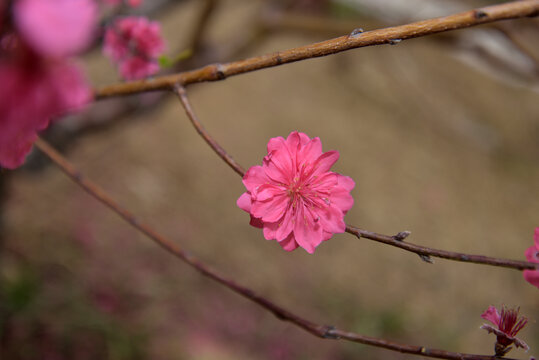 桃花