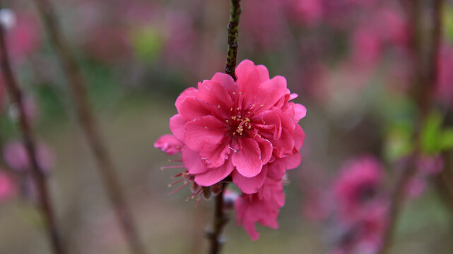 桃花