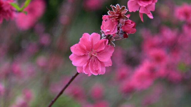 桃花