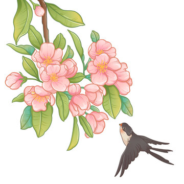 海棠花插画