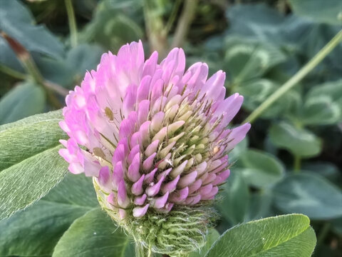 车轴草花