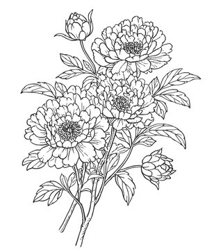 牡丹花元素线描矢量eps格式