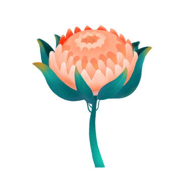 手绘扁平风格帝王花花卉插画素材