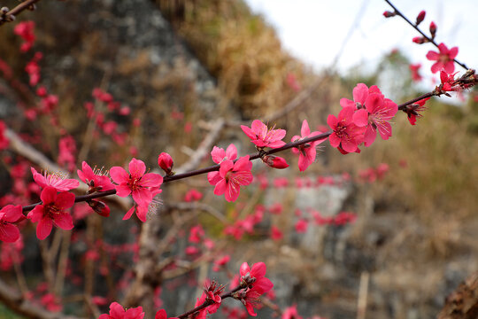桃树上的桃花