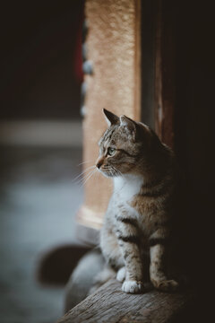 上海龙华寺流浪猫