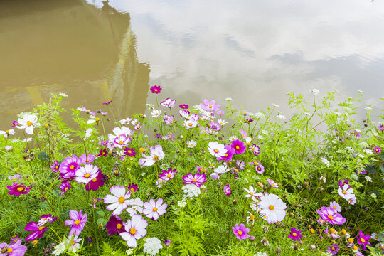 岸边的格桑花小景