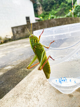 蝗虫