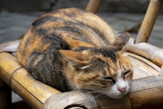 小猫睡觉